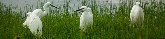 Birding
